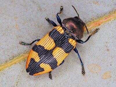 Castiarina ovata, AMS, from NSW, photo by Allen Sundholm